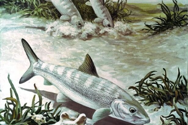 Bonefishpubdomwiki In: Florida's Failure For Clean Water | Our Santa Fe River, Inc. (OSFR) | Protecting the Santa Fe River