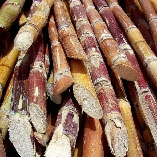 Sugarcanewikicreative com In: Big Sugar Buys Legislators for Eleven Million Kelli Stargell, Ben Albritton Co-Sponsors | Our Santa Fe River, Inc. (OSFR) | Protecting the Santa Fe River