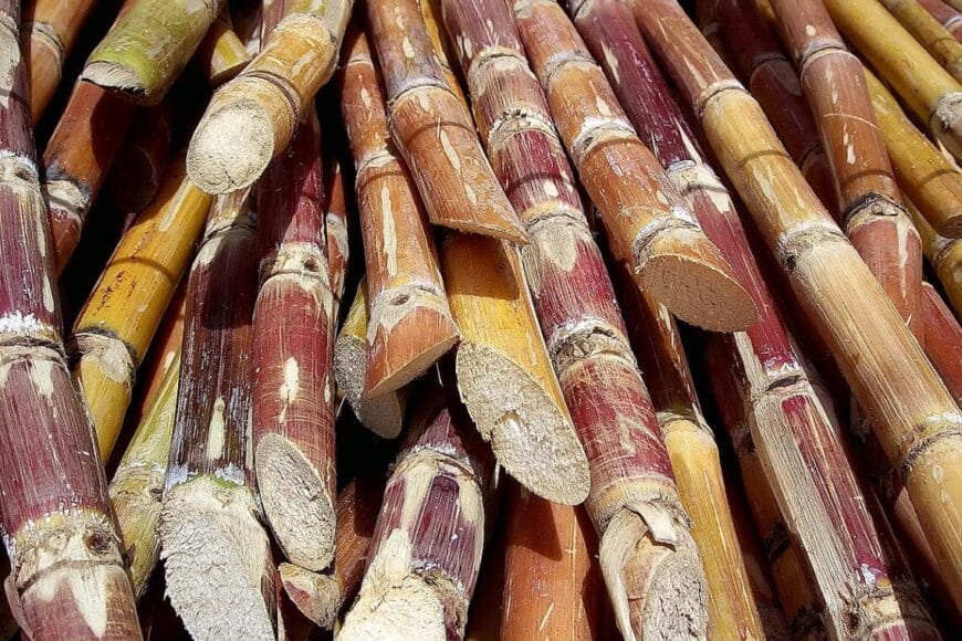 Sugarcanewikicreative com In: Big Sugar Buys Legislators for Eleven Million Kelli Stargell, Ben Albritton Co-Sponsors | Our Santa Fe River, Inc. (OSFR) | Protecting the Santa Fe River