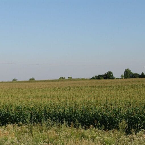 cornfieldpubdomwiki In: Corn, With John Oliver | Our Santa Fe River, Inc. (OSFR) | Protecting the Santa Fe River