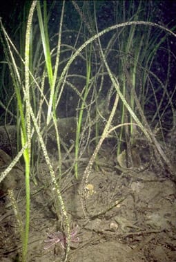 Eelgrasswiki In: A Bill Permitting Development on Manatees’ Food Source Stalls in Legislature | Our Santa Fe River, Inc. (OSFR) | Protecting the Santa Fe River