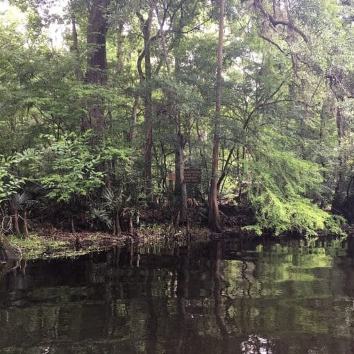 River Rise Preserve State Parkcreativecommons In: State to Acquire Land Parcel Near River Rise | Our Santa Fe River, Inc. (OSFR) | Protecting the Santa Fe River
