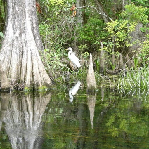 Wakulla springscreativecommons In: Sometimes We Win | Our Santa Fe River, Inc. (OSFR) | Protecting the Santa Fe River