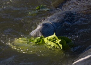 manatee feeding on lettuce at brevard site 300x215 1 In: Florida’s Governor and Legislature Did Nothing to Stop Manatees From Starving | Our Santa Fe River, Inc. (OSFR) | Protecting the Santa Fe River
