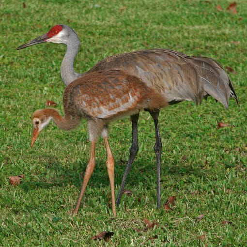 sandhillcrane creative comm In: Us Wildlife Officials Backtrack on Pesticide Threat to Wildlife | Our Santa Fe River, Inc. (OSFR) | Protecting the Santa Fe River
