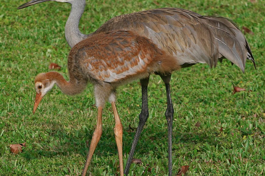 sandhillcrane creative comm In: Us Wildlife Officials Backtrack on Pesticide Threat to Wildlife | Our Santa Fe River, Inc. (OSFR) | Protecting the Santa Fe River