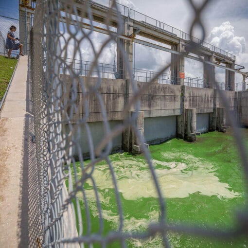 JohnMoranalgaepollution In: No Plans to Restore | Our Santa Fe River, Inc. (OSFR) | Protecting the Santa Fe River