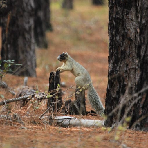 Splitoaks wma In: We've Been Down This "Linear Facility" Before: Plan for New Central Florida Toll Road Would Split Split Oak Forest, a Treasured Park | Our Santa Fe River, Inc. (OSFR) | Protecting the Santa Fe River