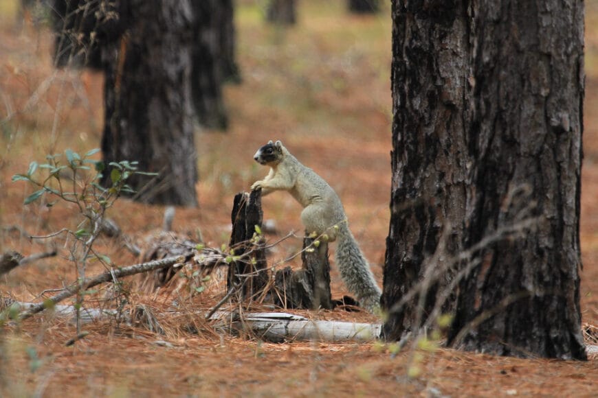 Splitoaks wma In: We've Been Down This "Linear Facility" Before: Plan for New Central Florida Toll Road Would Split Split Oak Forest, a Treasured Park | Our Santa Fe River, Inc. (OSFR) | Protecting the Santa Fe River