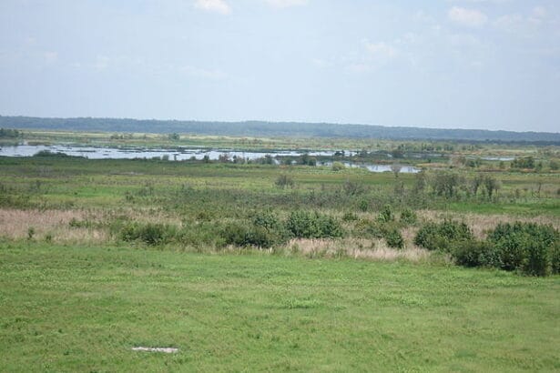 Paynes Prairie State Preserve 2.jpgwikimedia commons In: State Agencies Use Deception | Our Santa Fe River, Inc. (OSFR) | Protecting the Santa Fe River