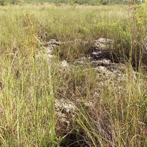 Floridawetlandspubdomain In: Wetlands Are Indispensable | Our Santa Fe River, Inc. (OSFR) | Protecting the Santa Fe River