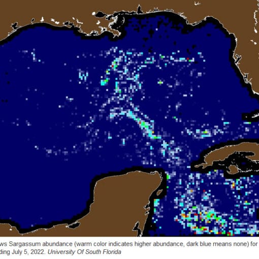 sargassummap In: One More Problem Caused By Our Pollution | Our Santa Fe River, Inc. (OSFR) | Protecting the Santa Fe River