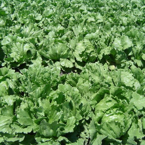 lettucecreativecommons In: Scary News On Plastic Pollution | Our Santa Fe River, Inc. (OSFR) | Protecting the Santa Fe River