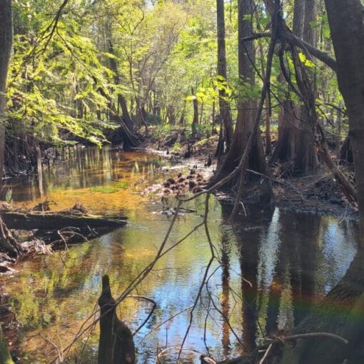 littleawesomemmj1 In: RiverFest Plant Hike: Exploring Little Awesome | Our Santa Fe River, Inc. (OSFR) | Protecting the Santa Fe River