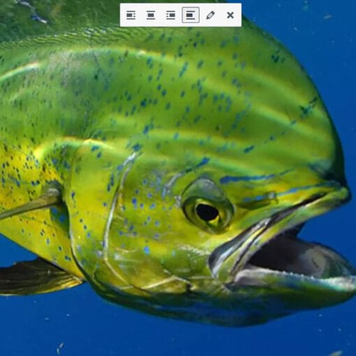 mahimahiNOAA In: A Gulf Oil Spill Study Finds an Even Deadlier Impact on One of Florida’s Most Popular Fish | Our Santa Fe River, Inc. (OSFR) | Protecting the Santa Fe River