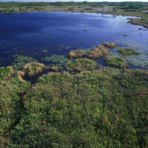 Okefenokee wiki creative commons In: Georgia Has No Right to Put Okefenokee At Risk | Our Santa Fe River, Inc. (OSFR) | Protecting the Santa Fe River