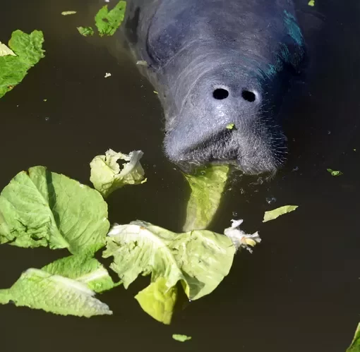 manatee lettuce FWC In: FWC Reports 800 Manatee Deaths In 2022 | Our Santa Fe River, Inc. (OSFR) | Protecting the Santa Fe River