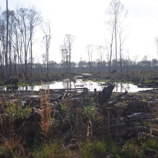 mine picsmmjwetlands In: Developers Never Rest Nor Are They Ever Satisfied | Our Santa Fe River, Inc. (OSFR) | Protecting the Santa Fe River