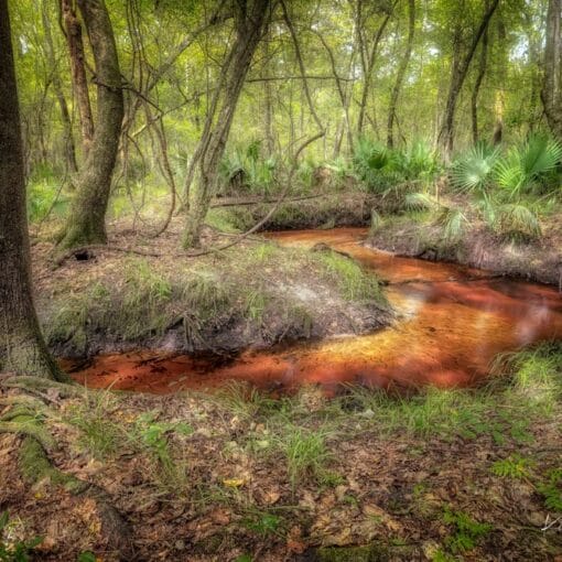 ACTupper santa fe In: More Land Protected On Upper Santa Fe River | Our Santa Fe River, Inc. (OSFR) | Protecting the Santa Fe River