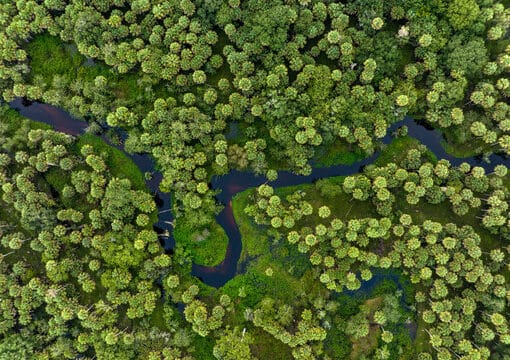 Myakkariverdep In: Nearly 12,000 acres protected from Mosaic | Our Santa Fe River, Inc. (OSFR) | Protecting the Santa Fe River