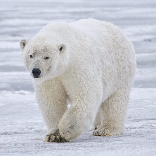 Polar Bear creative commons wiki In: Alarming Levels of PFAs in Norwegian Arctic Ice Pose New Risk to Wildlife | Our Santa Fe River, Inc. (OSFR) | Protecting the Santa Fe River