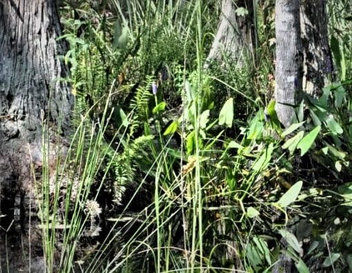 Wetlands. SWFWMD 2 In: Wetlands Mitigation Banking Is Greenwash | Our Santa Fe River, Inc. (OSFR) | Protecting the Santa Fe River