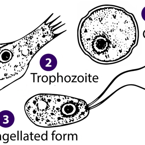 brain eatingamoeba pub domain In: Charlotte County Health Department Investigating Possible Brain-Eating Amoeba Case | Our Santa Fe River, Inc. (OSFR) | Protecting the Santa Fe River