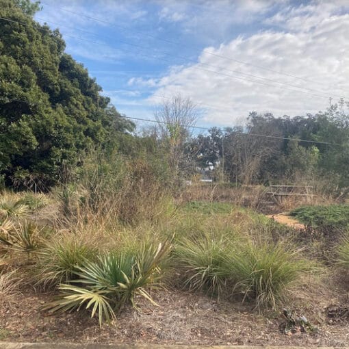 landscapingufgarden2 In: The Future of Landscaping  | Our Santa Fe River, Inc. (OSFR) | Protecting the Santa Fe River