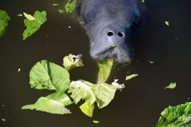 manatee lettuce FWC In: Florida Refuses to Clean Up Water | Our Santa Fe River, Inc. (OSFR) | Protecting the Santa Fe River