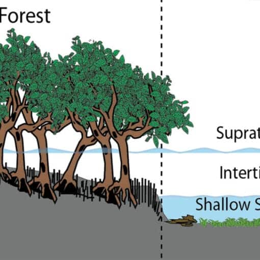 Mangrovecreativecommons In: 17,800 Square Feet of Mangroves Brazenly Clearcut | Our Santa Fe River, Inc. (OSFR) | Protecting the Santa Fe River