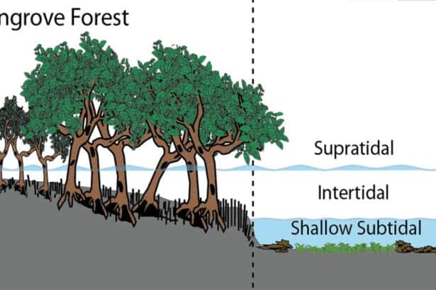 Mangrovecreativecommons In: 17,800 Square Feet of Mangroves Brazenly Clearcut | Our Santa Fe River, Inc. (OSFR) | Protecting the Santa Fe River