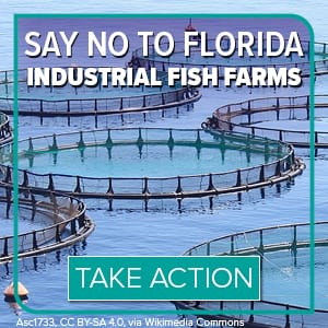 aquacultureNO In: Short Time Window for Comments | Our Santa Fe River, Inc. (OSFR) | Protecting the Santa Fe River