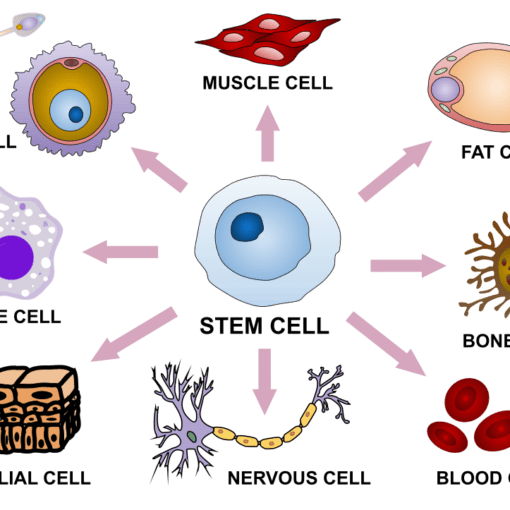 stemcellswikicc In: Bugs or Lab Meat, What's In Our Future? | Our Santa Fe River, Inc. (OSFR) | Protecting the Santa Fe River