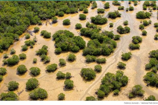 mangroveseverglades natlpark In: Wetlands Are Crucial | Our Santa Fe River, Inc. (OSFR) | Protecting the Santa Fe River