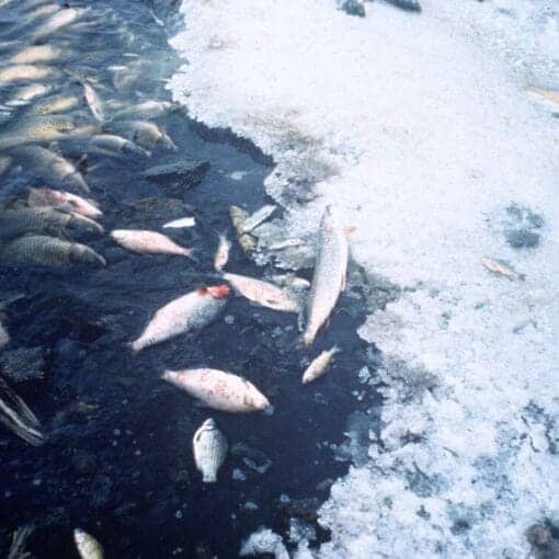 fishkill US FWildlife Service In: More Dead Fish For Florida | Our Santa Fe River, Inc. (OSFR) | Protecting the Santa Fe River