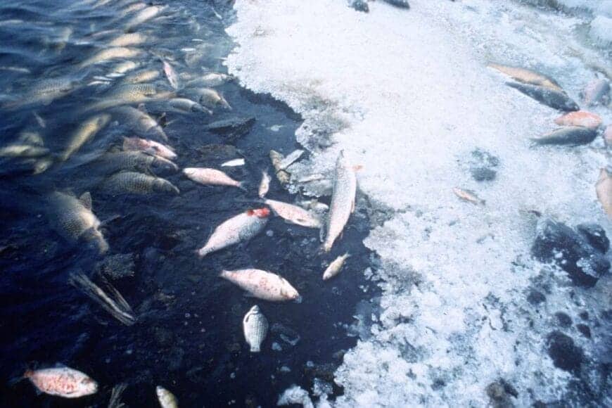 fishkill US FWildlife Service In: More Dead Fish For Florida | Our Santa Fe River, Inc. (OSFR) | Protecting the Santa Fe River