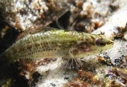 okaloosa darter In: Even In Florida,There Is Sometimes Good Environmental News! | Our Santa Fe River, Inc. (OSFR) | Protecting the Santa Fe River