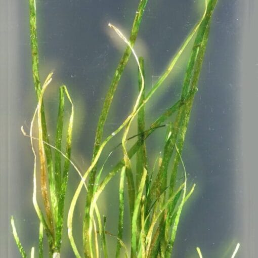 seagrass wiki cc In: Still More Consequences of Dirty Water: Why We Need the Right to Clean Water Amendment | Our Santa Fe River, Inc. (OSFR) | Protecting the Santa Fe River