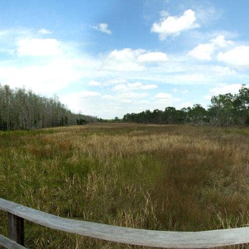 Corkscrew swap sanctuary Florida.jpg CCommons In: More Reasons US Supreme Court Ruling Harms Florida Wetlands | Our Santa Fe River, Inc. (OSFR) | Protecting the Santa Fe River