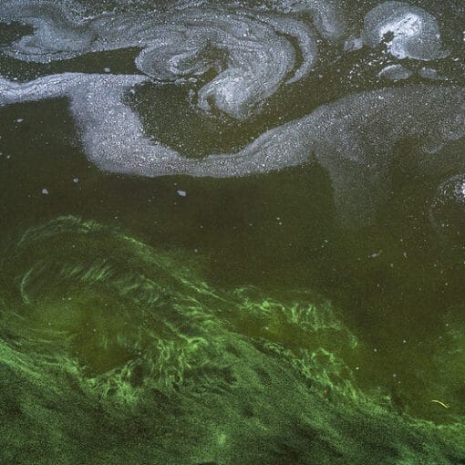 Lake Guard Oxy test by SFWMD 2021 via SFWMD In: Only In Florida | Our Santa Fe River, Inc. (OSFR) | Protecting the Santa Fe River