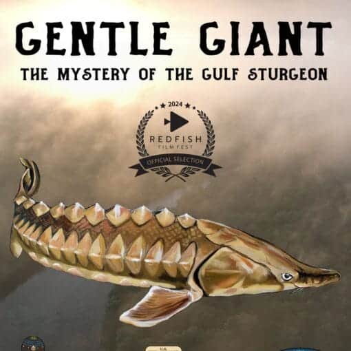 Gentle Giant Film