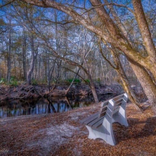 ABlakesleePhoto SFRP South 2543 In: RiverFest Guided Plant Hike: March 9, 2024 at the Santa Fe River Preserve, South Tract. | Our Santa Fe River, Inc. (OSFR) | Protecting the Santa Fe River