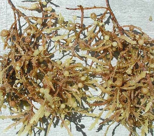 sargassum wikimedia In: Human-caused Excess Nutrients Feed Seaweed | Our Santa Fe River, Inc. (OSFR) | Protecting the Santa Fe River