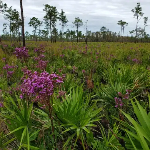 Wetlands orangecountygov. frank weber In: Deep Dive: Proposed EPA Rule On Wetlands Would Hammer Florida | Our Santa Fe River, Inc. (OSFR) | Protecting the Santa Fe River