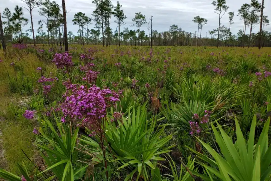 Wetlands orangecountygov. frank weber In: Hooray for Orange County! | Our Santa Fe River, Inc. (OSFR) | Protecting the Santa Fe River