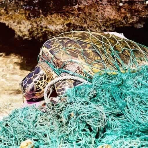 seaturtleinnet noaa In: New Catalyst Completely Breaks Down Durable Plastic Pollution in Minutes | Our Santa Fe River, Inc. (OSFR) | Protecting the Santa Fe River