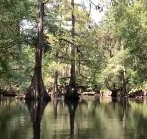 2 cypress middle of the Santa Fe River