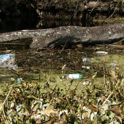 plastic pollution In: Single-use Plastics Legislative Bills | Our Santa Fe River, Inc. (OSFR) | Protecting the Santa Fe River