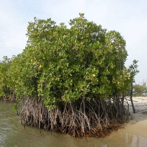 Mangrove.jpgwikipubdom In: EPA and Mangroves | Our Santa Fe River, Inc. (OSFR) | Protecting the Santa Fe River