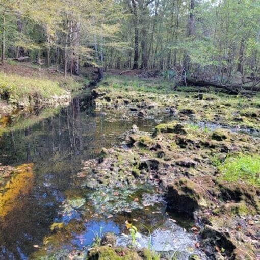Myrtles Fissure Spring